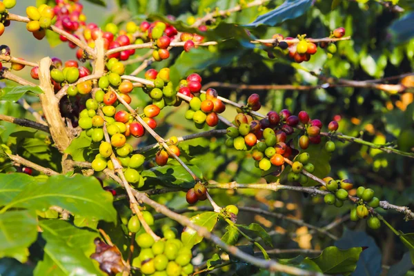 Mûrissement des grains de café sur les arbres au Viet Nam — Photo