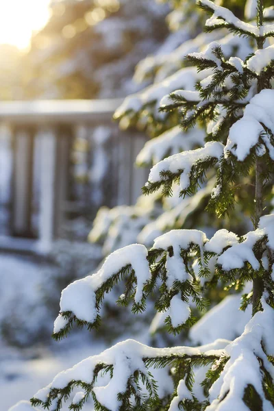 Veer takken bedekt met sneeuw — Stockfoto