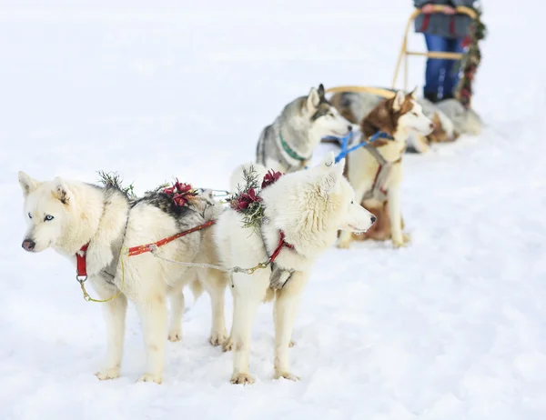 Husky köpekleri kızak — Stok fotoğraf