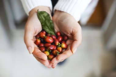 Kadın elinde kahve çekirdekleri 