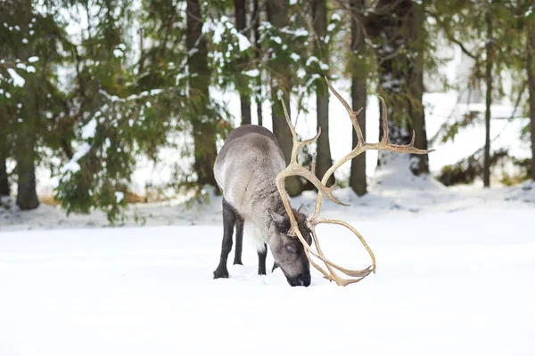 Reindeer in its natural environment in scandinavia — Stock Photo, Image