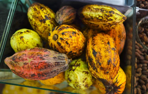 Raw cocoa pods — Stock Photo, Image