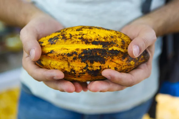 Cacao pod in mans hand — Stockfoto