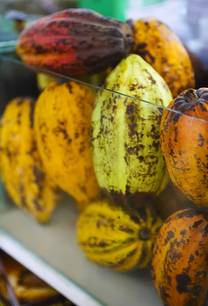 Strąki kakaowca to owoce surowe — Zdjęcie stockowe