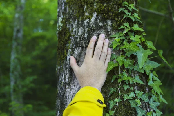 Man touching old tree. Wild nature protection concept — Stock Photo, Image