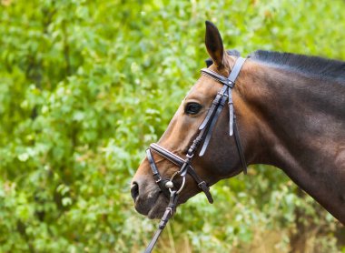 Safkan bir kestane at portresi