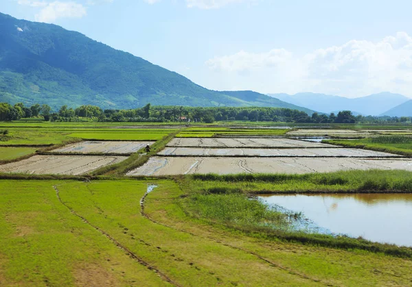 Rice field and rural landscape background — Stock Photo, Image