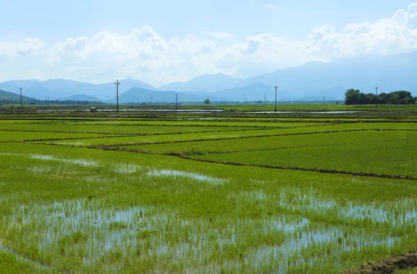 Rice field green grass blue sky cloud cloudy landscape backgroun — Stock Photo, Image