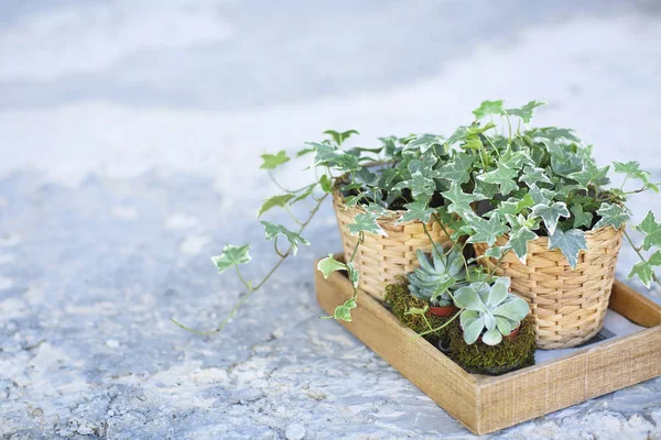 Plantas de casa, suculentas verdes em uma caixa de madeira em um contador de metal — Fotografia de Stock