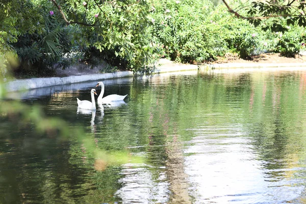 Un par de cisnes en un lago —  Fotos de Stock