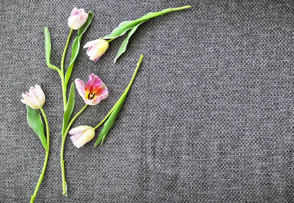 Beautiful pink tulips on gray background — Stock Photo, Image