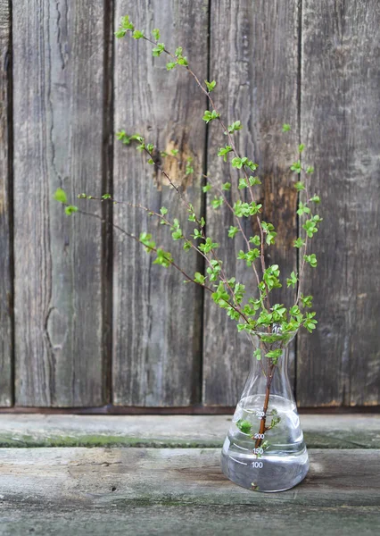 木製の背景に小枝分岐葉だけ開花 — ストック写真