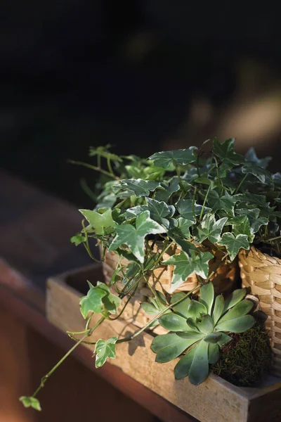 Plantas de casa, suculentas verdes em uma caixa de madeira em uma mesa de madeira — Fotografia de Stock