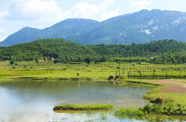 Vietnam. Cow grazing on a green field — Stock Photo, Image