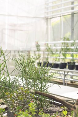 Güzel egzotik bitkiler botanik sera içinde 