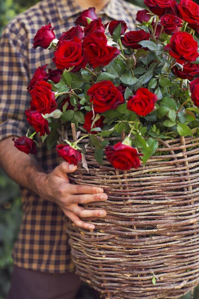 Primer plano de un jardinero sosteniendo canasta de rosas rojas —  Fotos de Stock