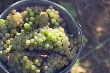 Bahçedeki üzümler