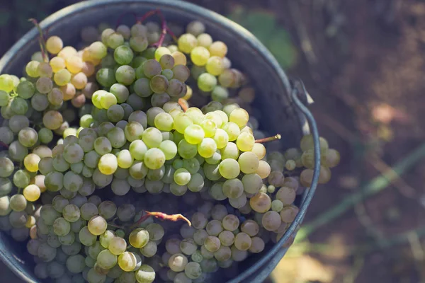 Bahçedeki üzümler