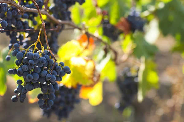 Trauben im Garten — Stockfoto