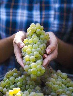 Üzüm hasat. Çiftçi taze hasat üzüm ile.