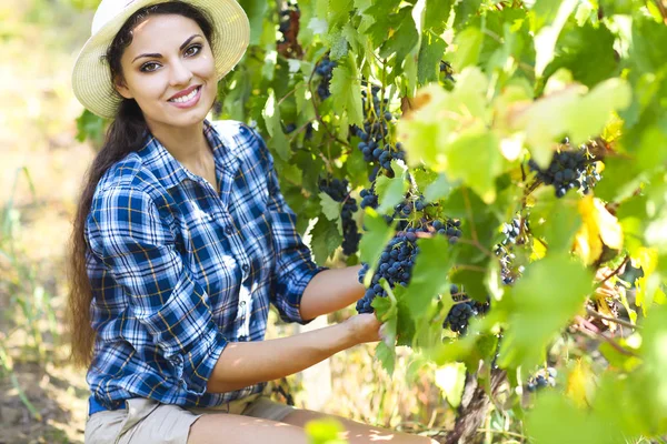 葡萄收获。农民用新鲜的葡萄. — 图库照片