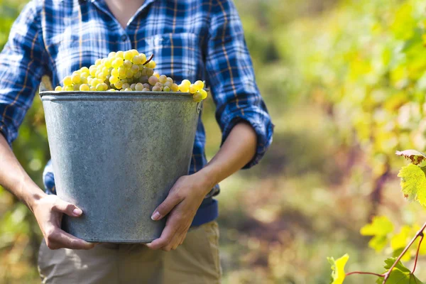 Grapes harvest. Farmer with freshly harvested grapes. — Stock Photo, Image