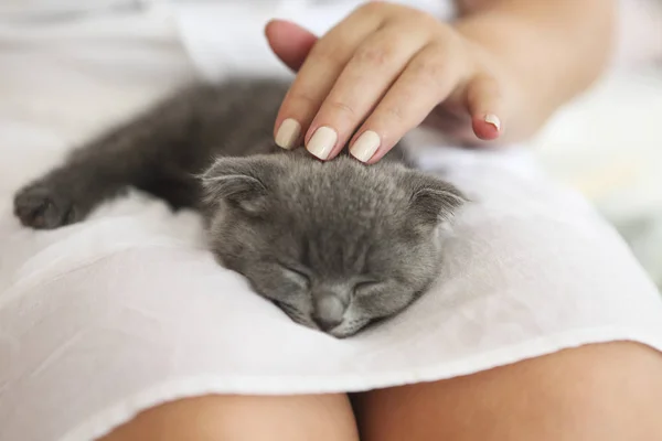 Kitten slepping op jonge vrouw handen — Stockfoto