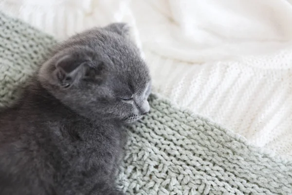 Grey purebred british kitten sleeps on blanket