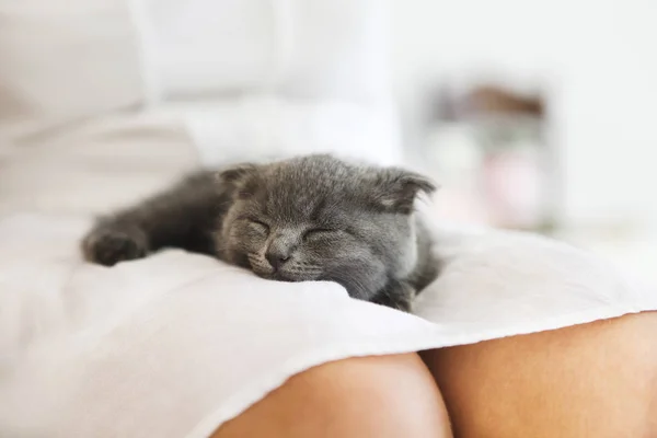 Kätzchen schläft auf jungen Frauenhänden — Stockfoto