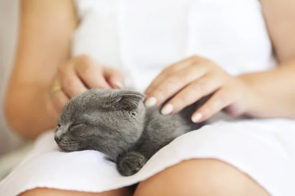 Kitten slepping op jonge vrouw handen — Stockfoto