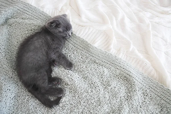 Gris pura raza británico gatito duerme en manta — Foto de Stock