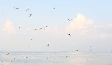 Sabah deniz deniz martı beyaz bulutlar ve mavi gökyüzü ile görüntüleme