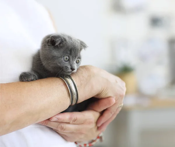 Pequeño gato gris sentado en manos de mujer joven — Foto de Stock