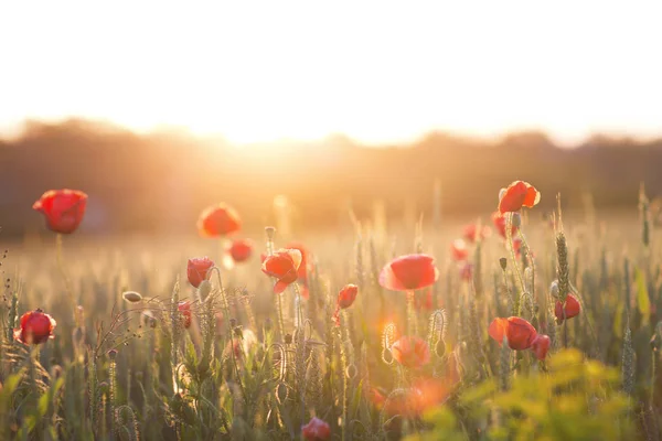 Poppy field on sun set close up