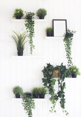 Beyaz duvar odadaki raflarda yeşil bitkiler