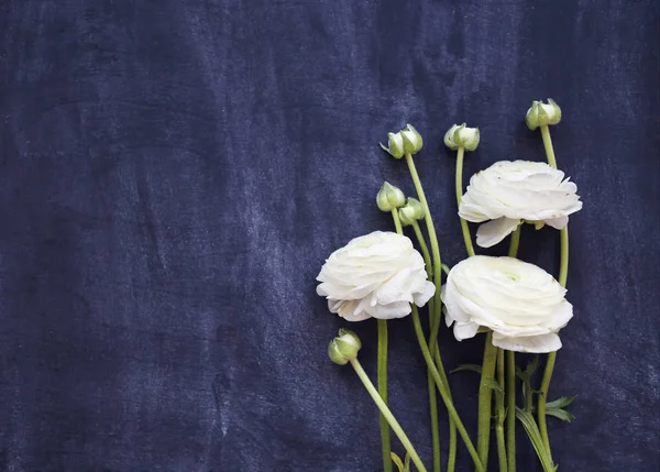 Ranunculus blanc sur fond noir — Photo