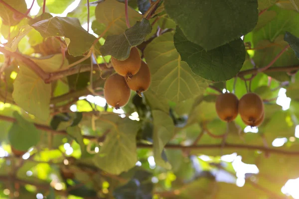Árbol de fruta Kiwi — Foto de Stock