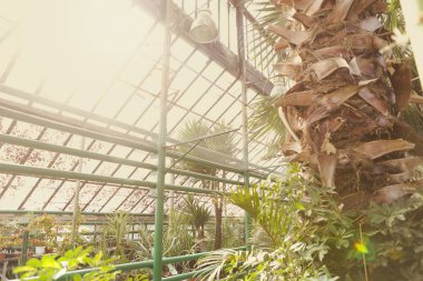 sokak güzel ağaçlar ve bitkiler Bahçe sera içinde 