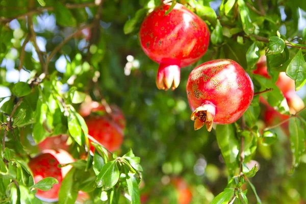 Ramas de granada (punica granatum) llenas de fruta madura — Foto de Stock