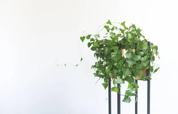 Ivy in pot geïsoleerd op witte achtergrond — Stockfoto