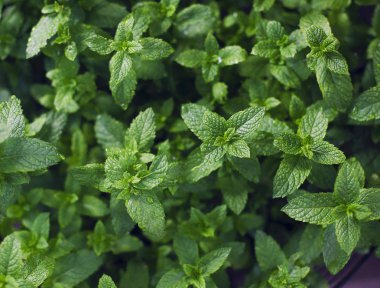 Yeşil nane yaprakları