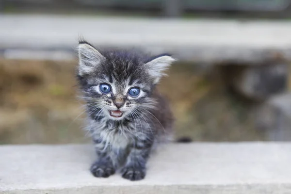 Un gatito al aire libre — Foto de Stock