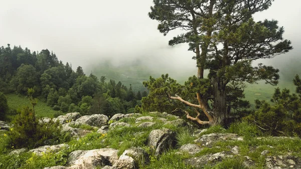 Dia nebuloso em montanhas verdes — Fotografia de Stock