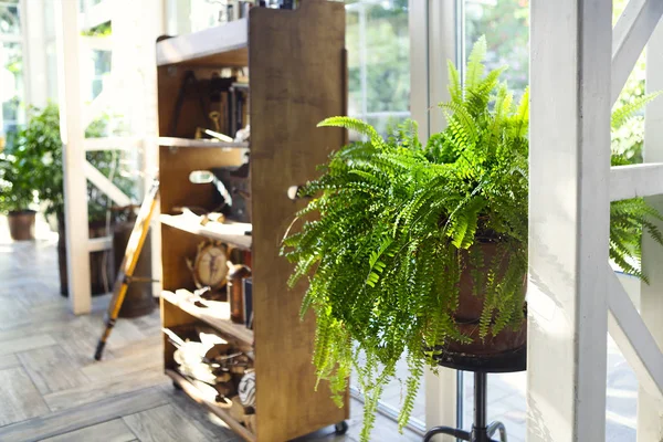 Planta verde na sala de jantar com saída de terraço — Fotografia de Stock
