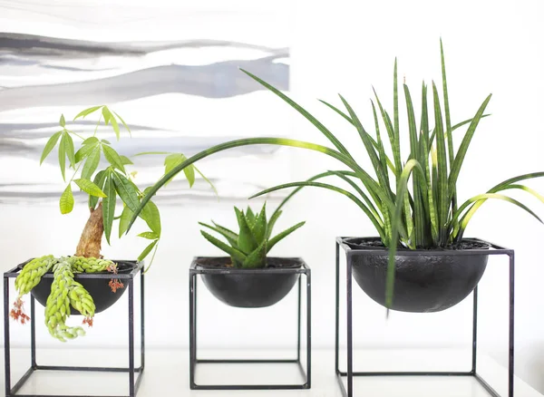 Macetas modernas con plantas de crecimiento verde — Foto de Stock