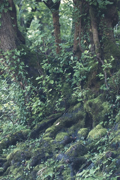 Arbres avec lierre et mousse dans la forêt — Photo