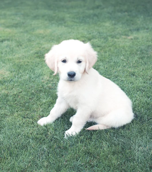 公園で緑の草の上に座っている間に離れて見て愛らしい小さなライトベージュの子犬 — ストック写真