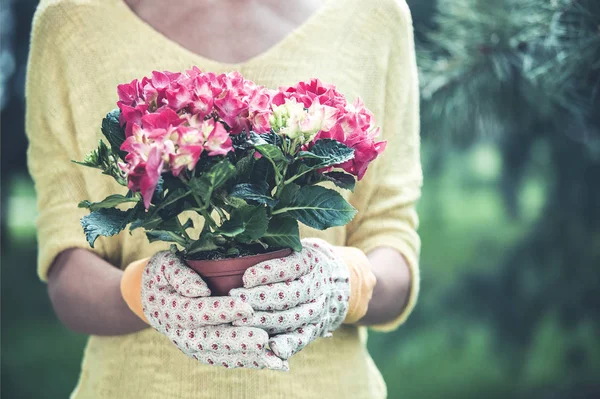 Ernteweibchen Lässigem Gelben Kleid Und Gartenhandschuhen Die Topf Mit Blühenden — Stockfoto