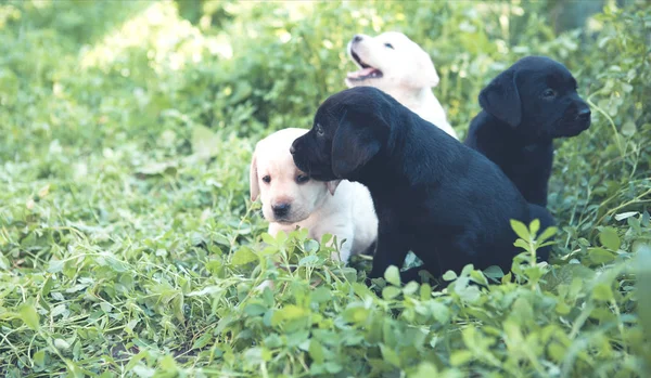 Bonito Pequenos Cães Pretos Brancos Grama Verde Dia Ensolarado Verão — Fotografia de Stock