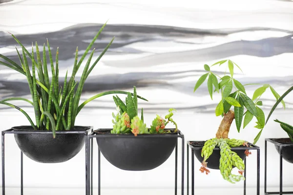 Arredamento Interno Vasi Creativi Con Verde Succulenta Crescita Sfondo Bianco — Foto Stock